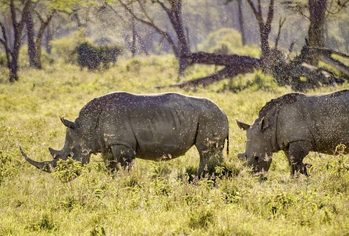 Abenteuer Kenia