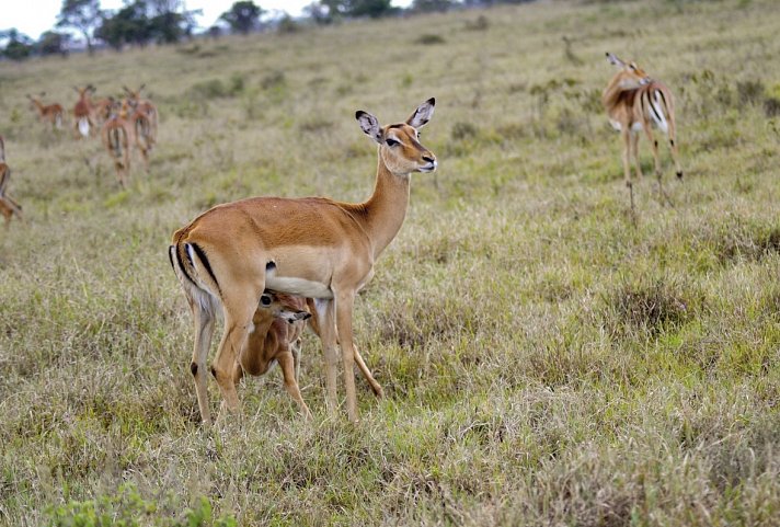 Abenteuer Kenia