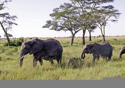 Karibu Kenia Mombasa