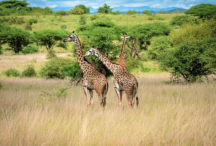 Die große Kenia Safari