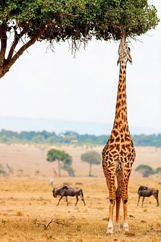 Die große Kenia Safari