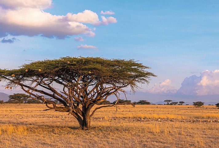 Die große Kenia Safari