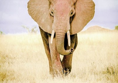 Kenia Explorer Mombasa