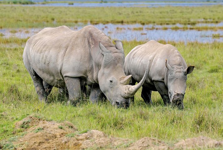 Königreich der Tiere