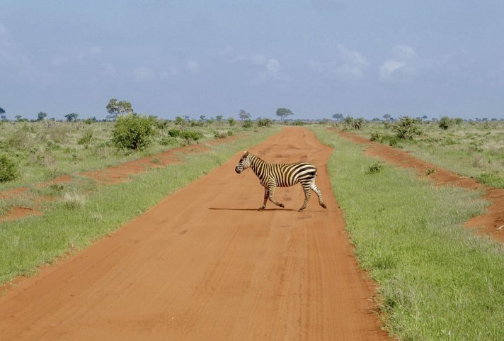 Königreich der Tiere