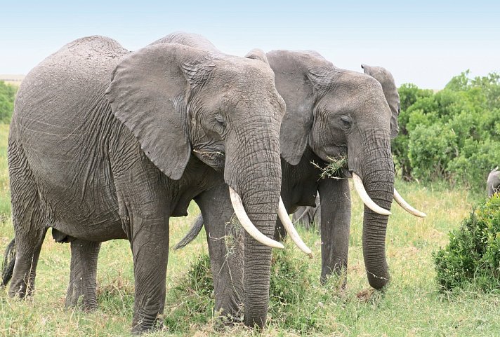 Königreich der Tiere