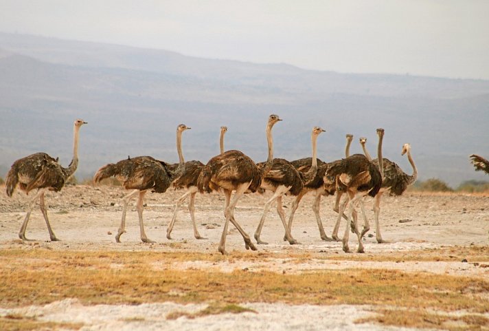 Königreich der Tiere