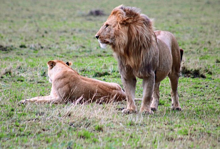 Königreich der Tiere