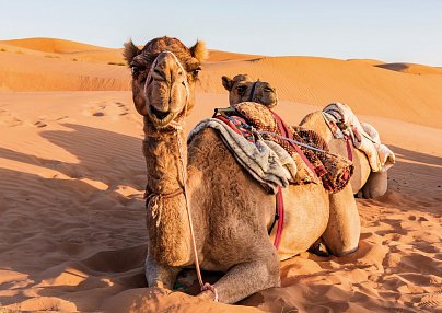 Off-Road zu Festungen & Wadis Muscat