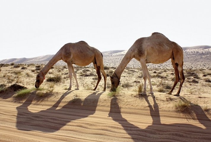 Kontrastreicher Oman