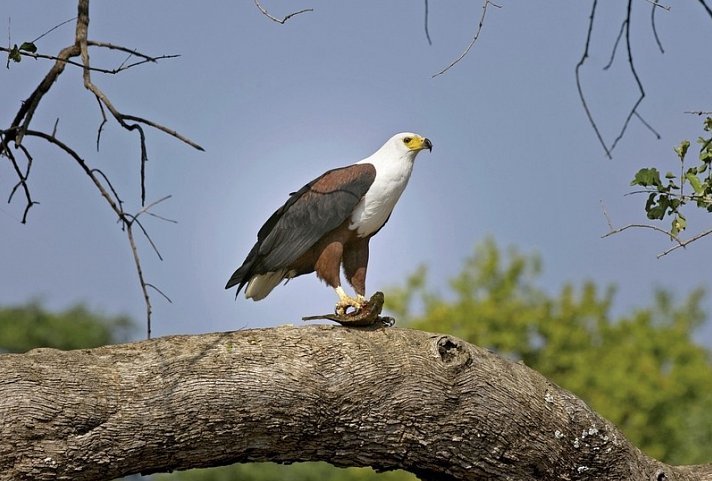 Botswana Exklusiv mit Sanctuary Retreats