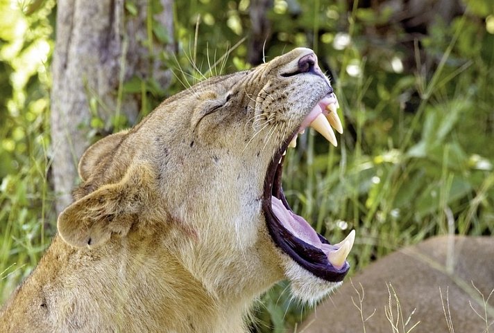 Botswana Exklusiv mit Sanctuary Retreats