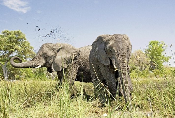 Botswana Exklusiv mit Sanctuary Retreats + Verlängerung