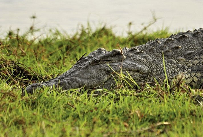 Botswana Exklusiv mit Sanctuary Retreats + Verlängerung