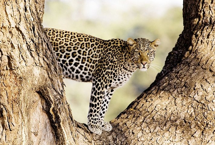 Botswana Exklusiv mit Sanctuary Retreats + Verlängerung