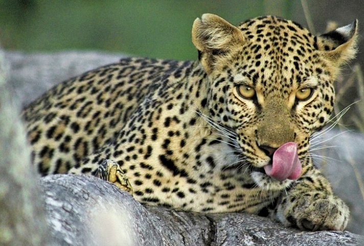 Botswana Exklusiv mit Sanctuary Retreats + Verlängerung
