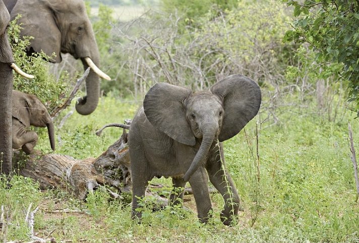 Botswana Exklusiv mit Sanctuary Retreats + Verlängerung