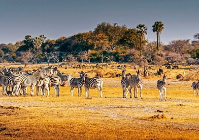 Fly&Drive Botswana - Ein Abenteuer für Einsteiger Maun