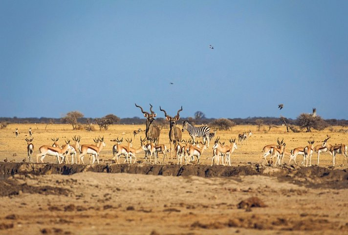 Fly&Drive Botswana - Ein Abenteuer für Einsteiger