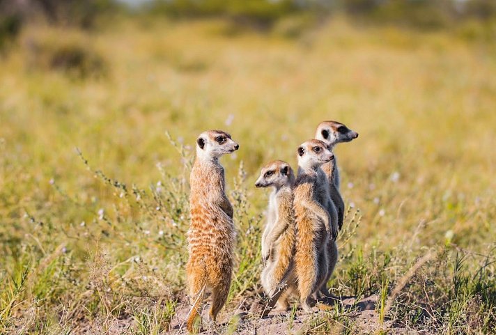 Fly&Drive Botswana - Ein Abenteuer für Einsteiger