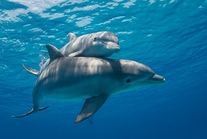 100 % Bahamas - Abenteuer Deluxe - Aqua Cat