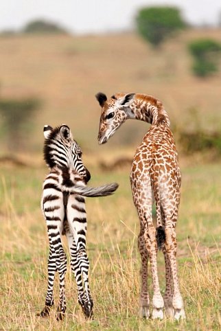 Kenia & Tansania - der Rhythmus der Wildnis