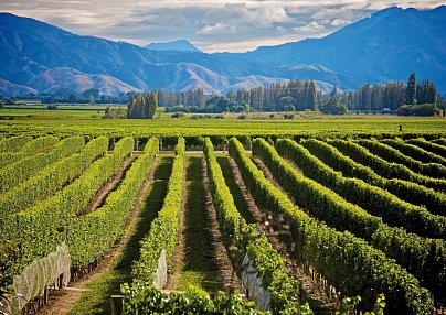 New Zealand Wine Trail Napier