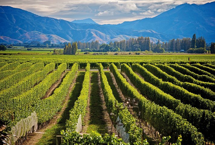 New Zealand Wine Trail