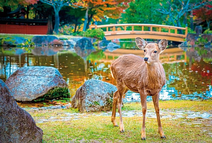 Japans goldene Route (inkl. Flug)