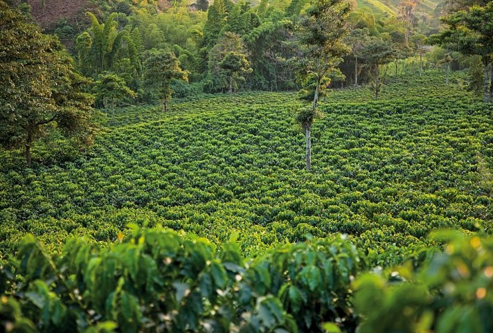 Panama & Kolumbien - von Kanalwundern, Kaffeekultur und Küstenzauber