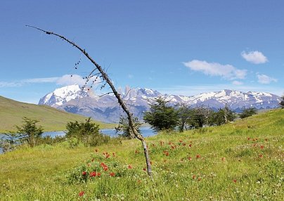 Torres del Paine - wilde Schönheit (Privatreise) Punta Arenas