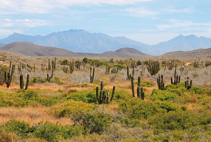 Baja California zwischen Wüste und Meer