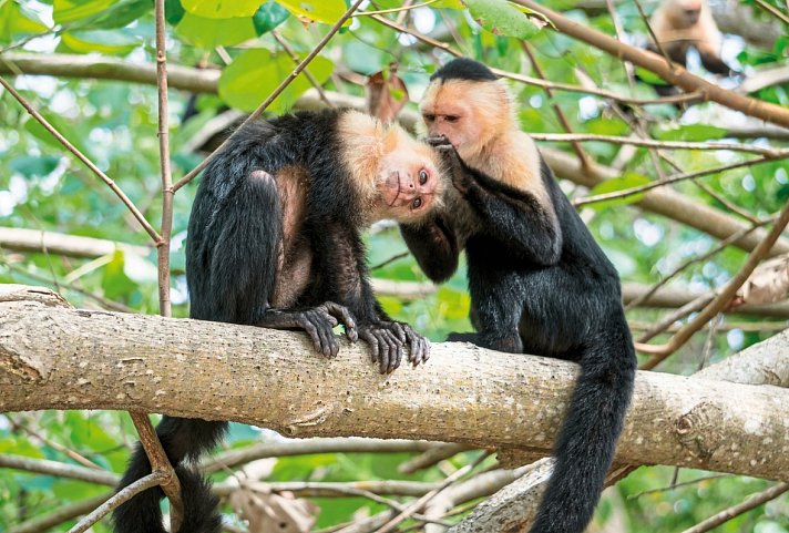 Nationalpark Cahuita