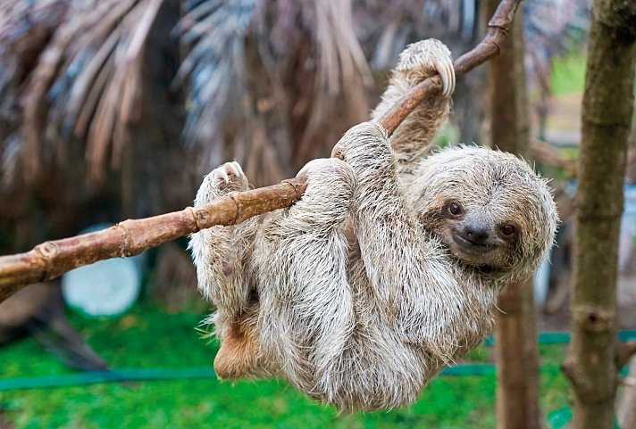 Höhepunkte Costa Ricas (14 Nächte)