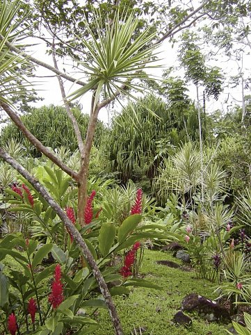 Nationalpark Arenal