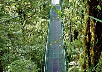 Nebelwald Monteverde San Jose