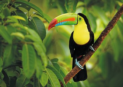 Nationalpark Corcovado San Jose