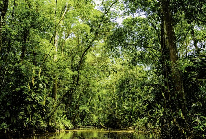 Costa Rica - Auf der Suche nach den Faultieren