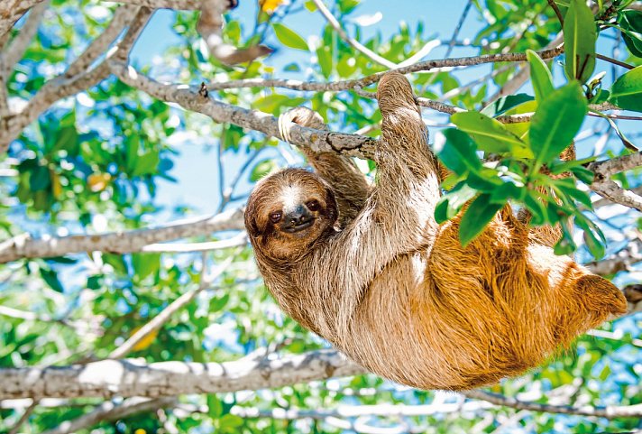 Costa Rica - Auf der Suche nach den Faultieren
