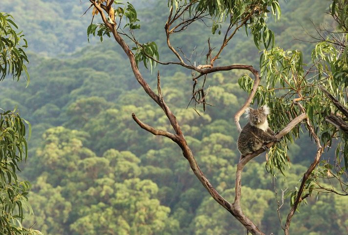 Höhepunkte Australiens (ab Sydney/bis Melbourne)