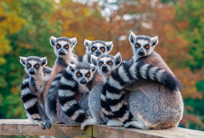 Höhepunkte Madagaskars