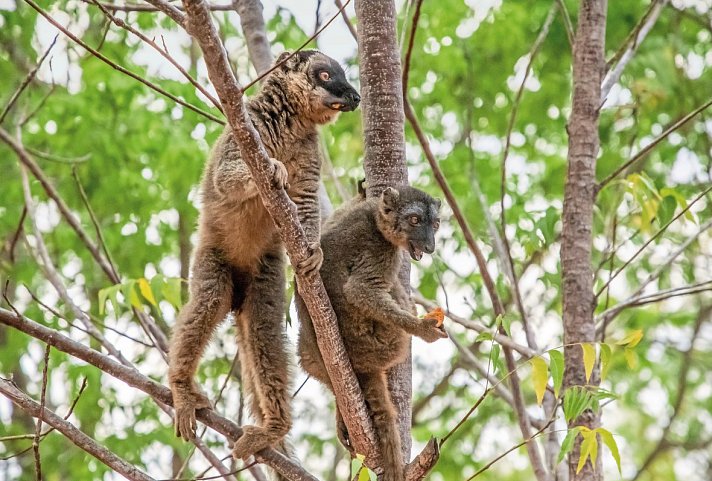 Madagaskar Intensiv