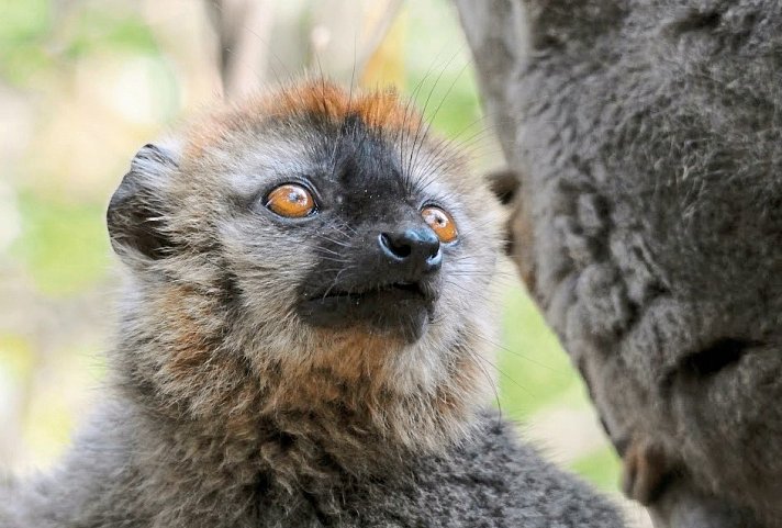 Naturparadies Madagaskar