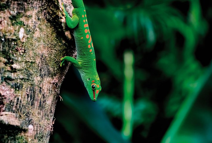 Naturparadies Madagaskar