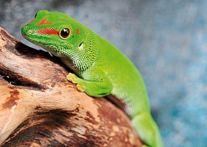 Naturparadies Madagaskar (ohne Badeverlängerung) Antananarivo