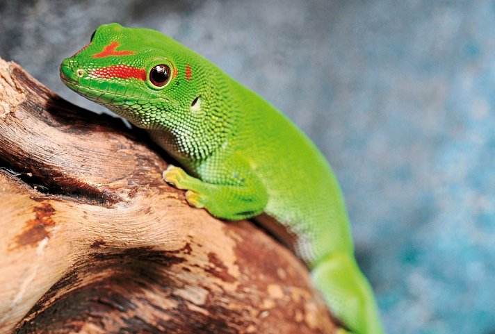 Naturparadies Madagaskar (ohne Badeverlängerung)