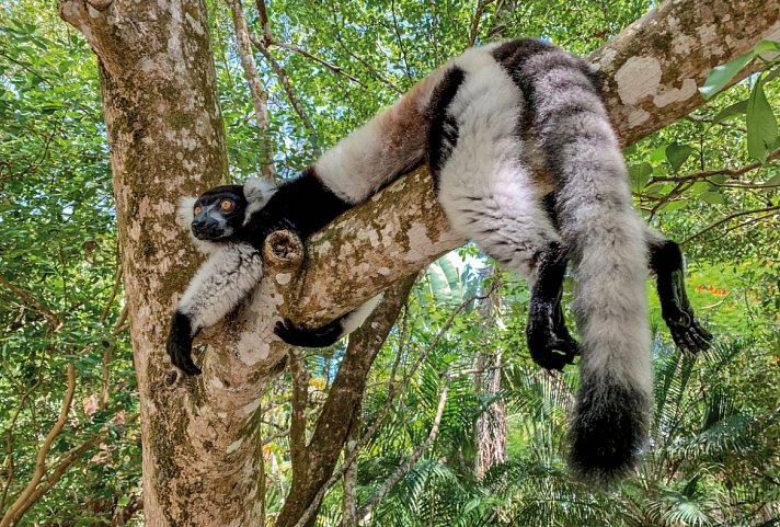 Naturparadies Madagaskar (ohne Badeverlängerung)
