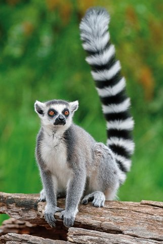 Naturparadies Madagaskar (ohne Badeverlängerung)