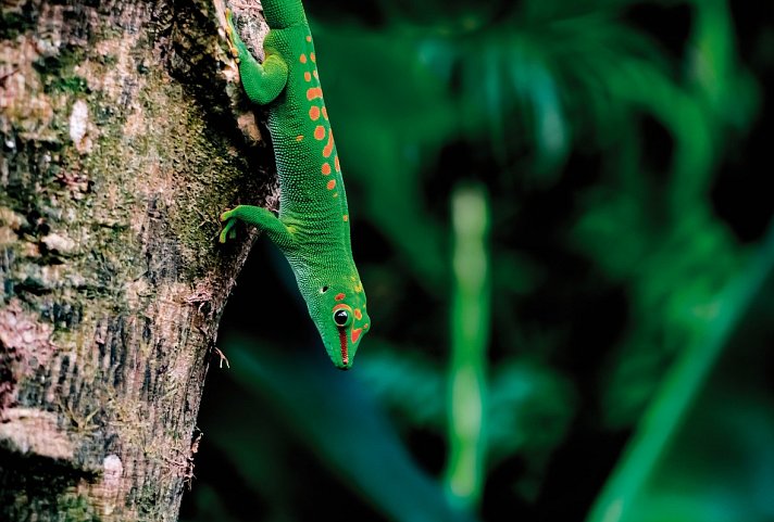 Naturparadies Madagaskar (ohne Badeverlängerung)