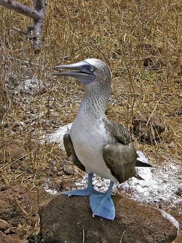 Ecuador auténtico